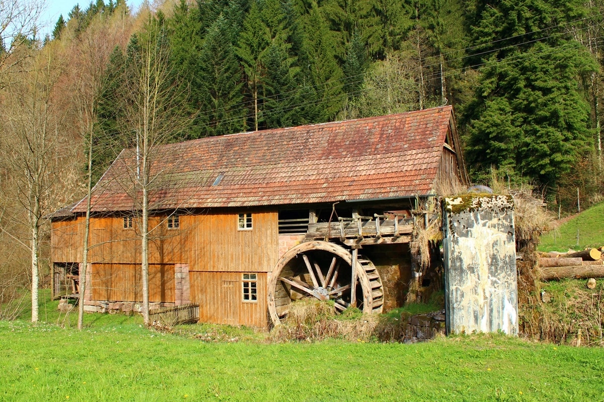 Gallussäge in Zuwald